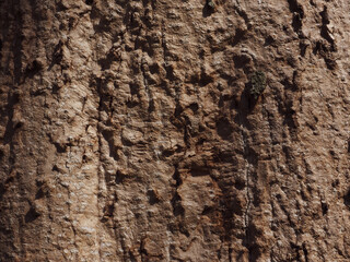 Big tree texture in park for nature and environmental background.