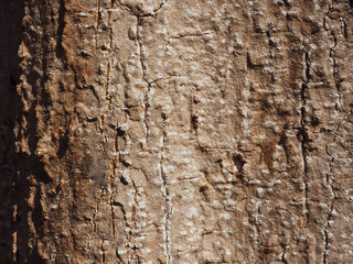 Big tree texture in park for nature and environmental background.