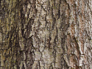 Big tree texture in park for nature and environmental background.