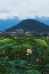 Dusk, lotus flower buds, pond