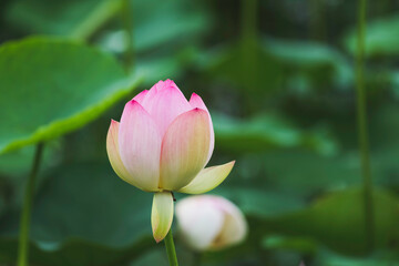 Obraz premium A lotus on the verge of blooming at a pond in summer 