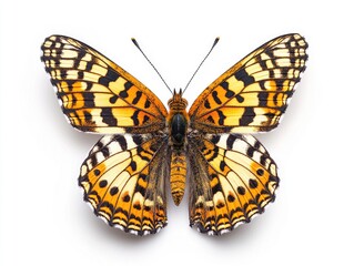 Fototapeta premium Butterfly on white surface