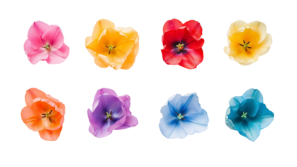 Set of tulips in violet, white, pink, red, purple, and blue on a transparent background. Valentine's Day, Easter, Birthday, Women's Day, Mother's Day, flat lay, quotes, greetings, messages, and cards.