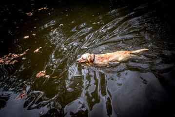 Dog Swimming