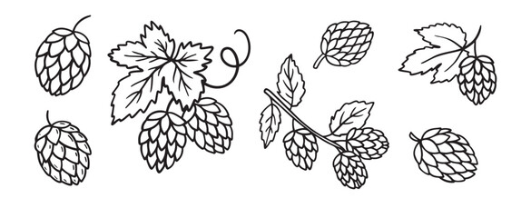 Hand drawn Hops doodle hand drawn icon set. Outline drawing hop branch with leaves and cones for beer line clipart symbol collection.