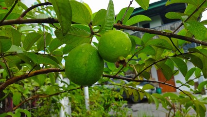 wet green guava on tree atfer the rain