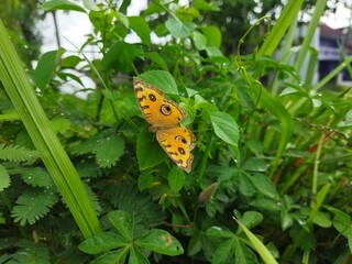 butterfly on green bush 
