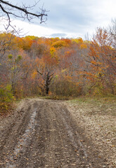 yellowing forest, the beginning of the autumn period in nature, views of the area, walking along a dirt road