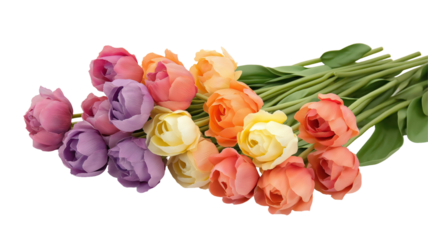 Set of tulips in violet, white, pink, red, purple, and blue on a transparent background. Valentine's Day, Easter, Birthday, Women's Day, Mother's Day, flat lay, quotes, greetings, messages, and cards.