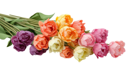 Set of tulips in violet, white, pink, red, purple, and blue on a transparent background. Valentine's Day, Easter, Birthday, Women's Day, Mother's Day, flat lay, quotes, greetings, messages, and cards.