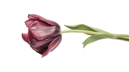 Set of tulips in violet, white, pink, red, purple, and blue on a transparent background. Valentine's Day, Easter, Birthday, Women's Day, Mother's Day, flat lay, quotes, greetings, messages, and cards.