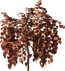 Small Tree, Colored Tree, Small Plant