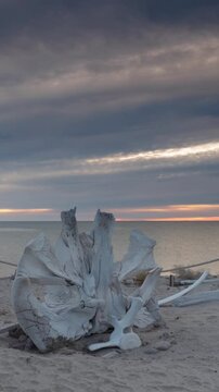 Whale animal skeleton on the beach at sunrise. Vertical design in 9:16 ratio. Smartphone and social media ready.