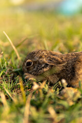 rabbit in the woods