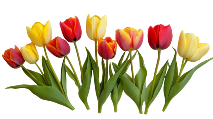 Set of tulips in violet, white, pink, red, purple, and blue on a transparent background. Valentine's Day, Easter, Birthday, Women's Day, Mother's Day, flat lay, quotes, greetings, messages, and cards.