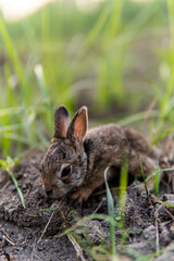 rabbit in the grass