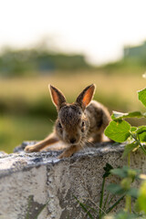rabbit in the woods