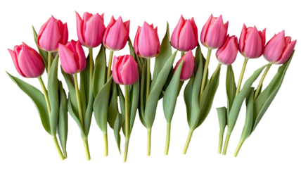 Set of tulips in violet, white, pink, red, purple, and blue on a transparent background. Valentine's Day, Easter, Birthday, Women's Day, Mother's Day, flat lay, quotes, greetings, messages, and cards.