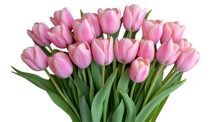 Naklejka premium Set of tulips in violet, white, pink, red, purple, and blue on a transparent background. Valentine's Day, Easter, Birthday, Women's Day, Mother's Day, flat lay, quotes, greetings, messages, and cards.