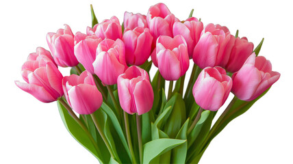 Obraz premium Set of tulips in violet, white, pink, red, purple, and blue on a transparent background. Valentine's Day, Easter, Birthday, Women's Day, Mother's Day, flat lay, quotes, greetings, messages, and cards.