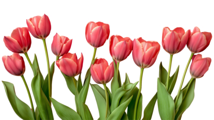 Set of tulips in violet, white, pink, red, purple, and blue on a transparent background. Valentine's Day, Easter, Birthday, Women's Day, Mother's Day, flat lay, quotes, greetings, messages, and cards.
