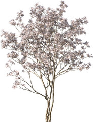 Small Tree, Colored Tree, Small Plant