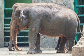 Naklejka premium The giraffes are seen in a zoo enclosure, reaching for and eating leaves from trees.