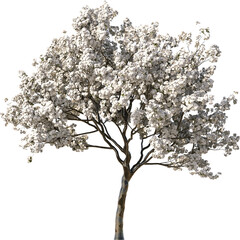 Obraz premium Small Tree, Colored Tree, Small Plant