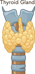 甲状腺のイラスト、Thyroid Gland illustration