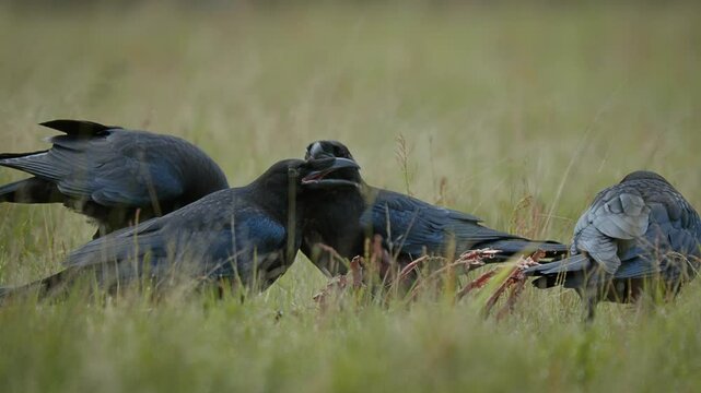 A flock of common ravens (Corvus corax) flying from a meadow after scavenging
