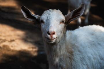 Portrait photo of a goat