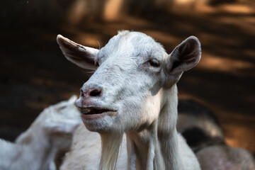 Portrait photo of a goat