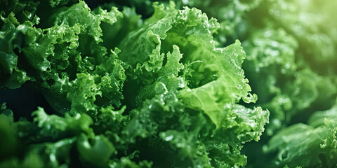 Fresh Organic Green Leaves Lettuce Salad Plant in Hydroponic Garden for Sustainable Living