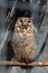 great horned owl in the zoo