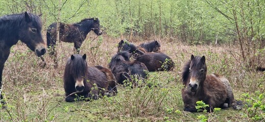 Wild ponies grazing