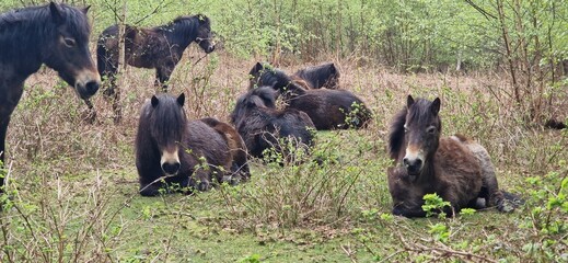 Wild ponies in clearing