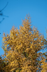 golden trees in the fall