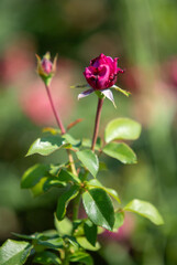 Rose flowers growing in nature close-up.