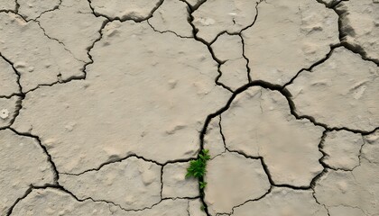 Cracked Earth with Resilient Greenery