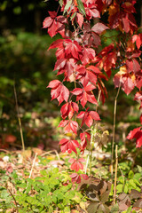 A vine with red leaves is growing in a garden