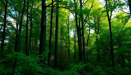 Lush Green Forest Under a Bright Sky
