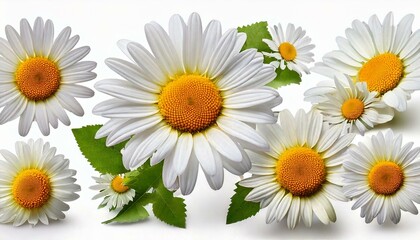 Obraz premium daisies on white background