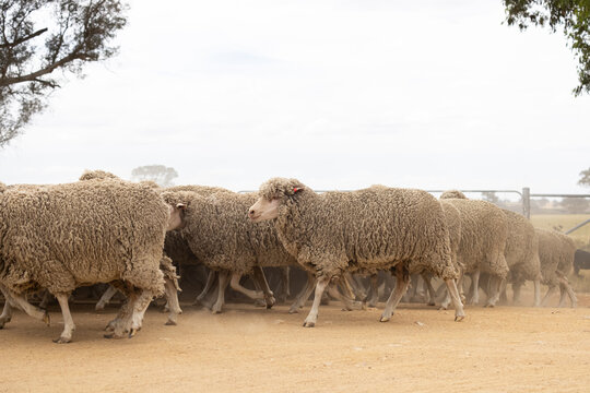 Mob of merino sheep running from right to left
