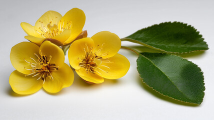 Naklejka premium yellow tulips isolated on white 