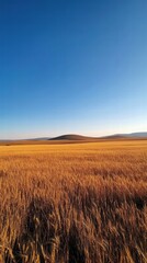A golden field of wheat under a clear blue sky, expansive horizon