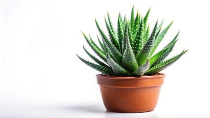 Aloe Vera succulent plant isolated on a white background, plant, nature,  plant, nature, houseplants