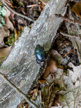 Dung beetle or the Dumbledore (Geotrupes stercorarius) climbing over tree branch in the forest.