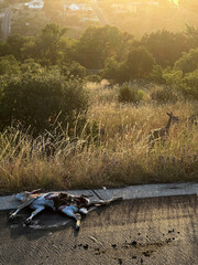 Road kill fawn lays dead with mom watching in Texas.