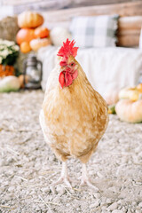Buff chicken in a rustic farm setting with pumpkins and hay.