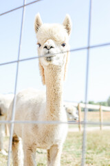 Close-up of a curious white alpaca standing behind a wire fence.